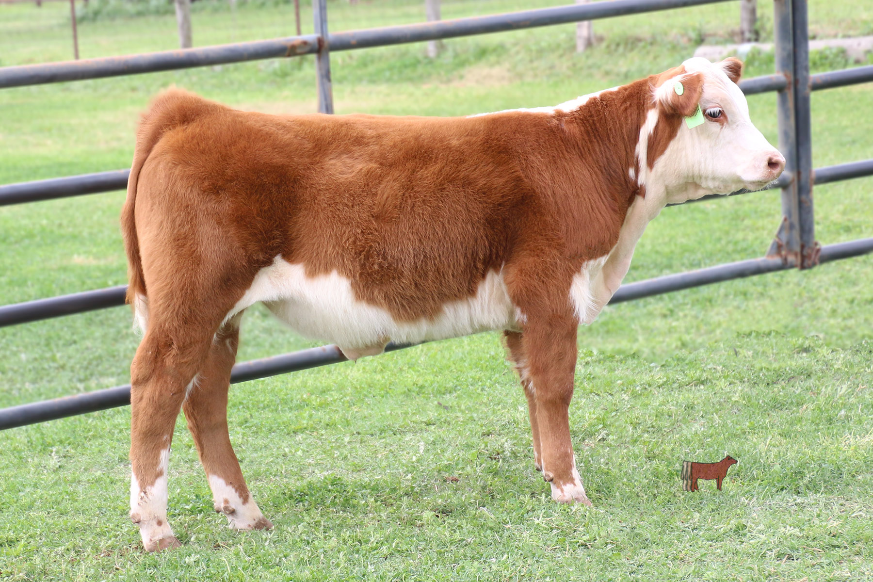 Lot 49 Hereford Steer Cattle In Motion Cattle Auctions Live